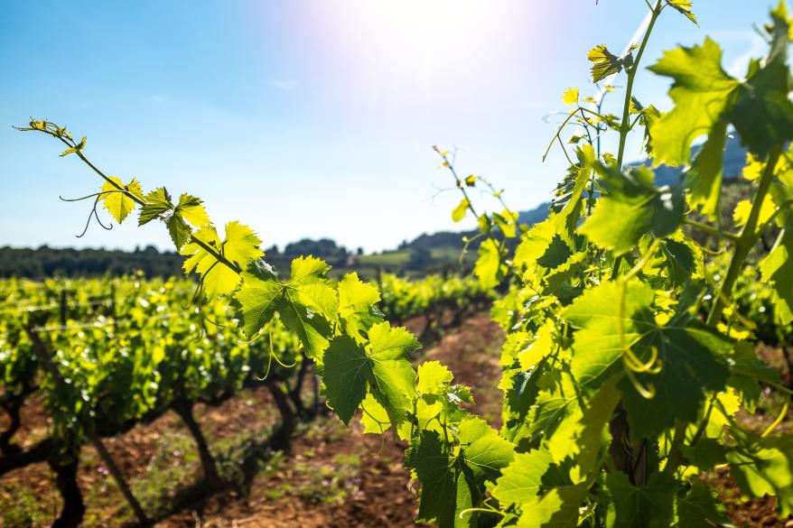Wine Smart Podcast: Biodynamic Viticulture