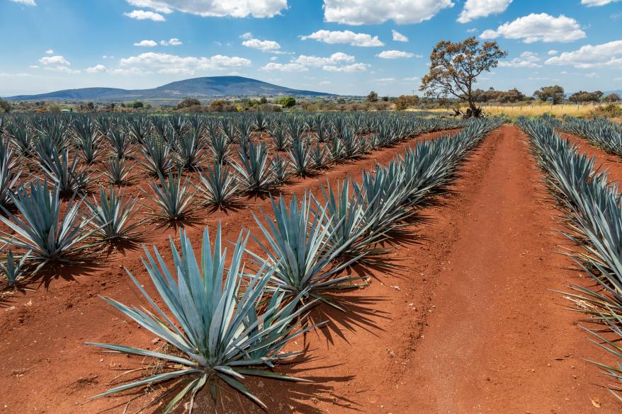 Our Agave Portfolio