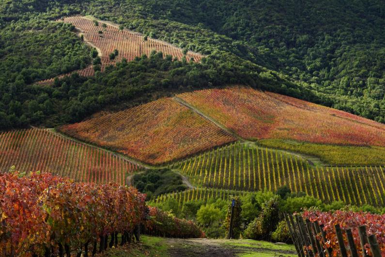 Apalta in autumn