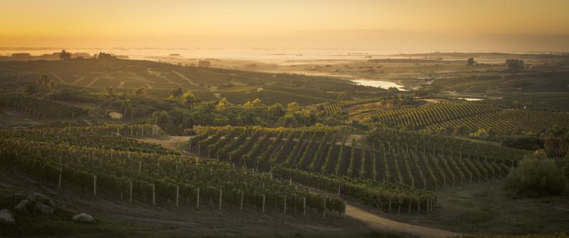 Bodega Garzón Vineyards