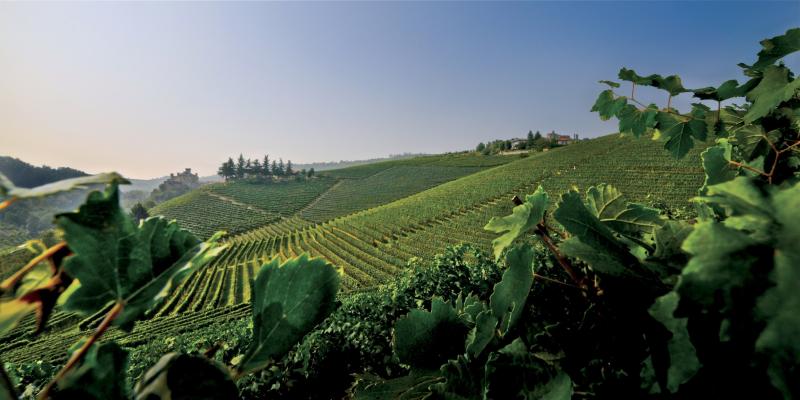 Cannubi VIneyard