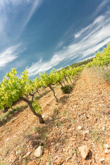 Rouanne Vineyards