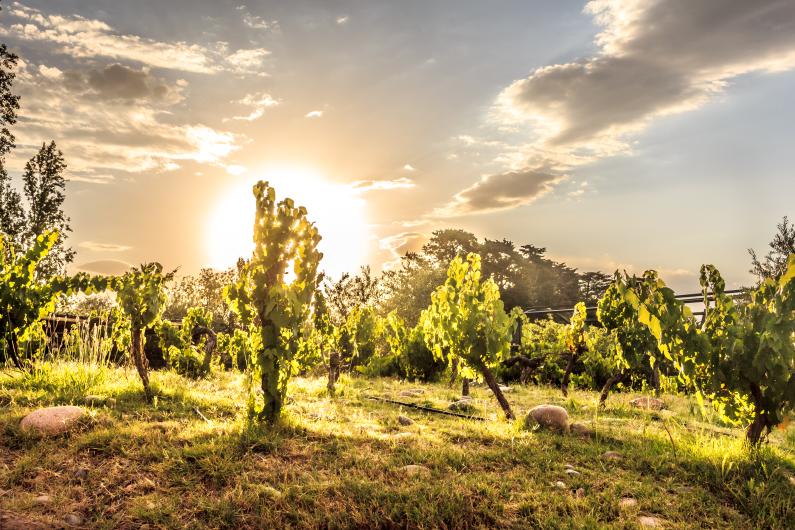 Enemigo Vineyard