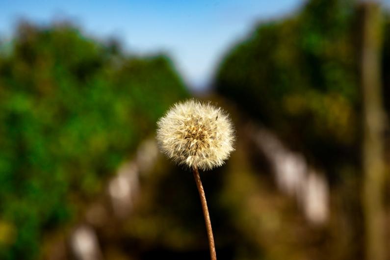Tilia imagery