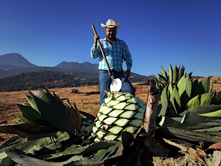 Don Mateo: Bat-friendly Mezcal from Michoacan