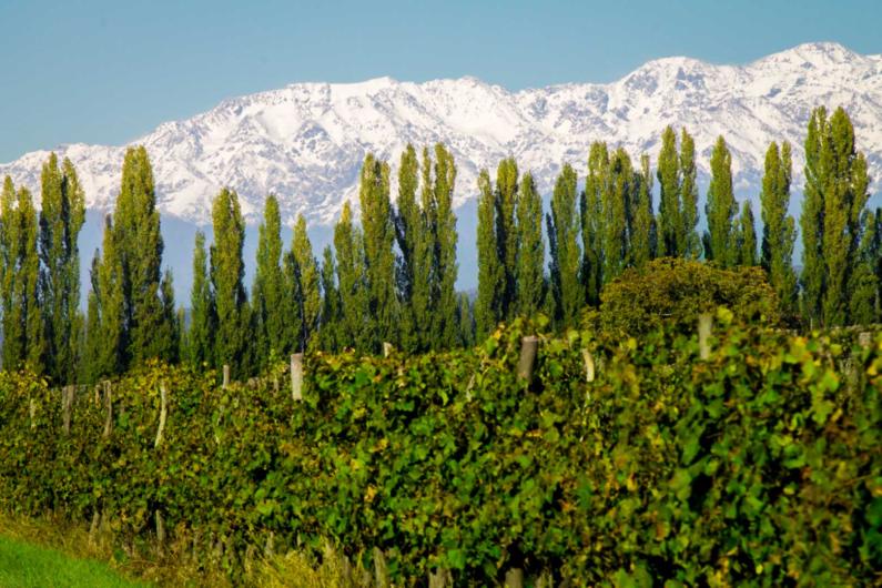 Luján de Cuyo mountain & vine