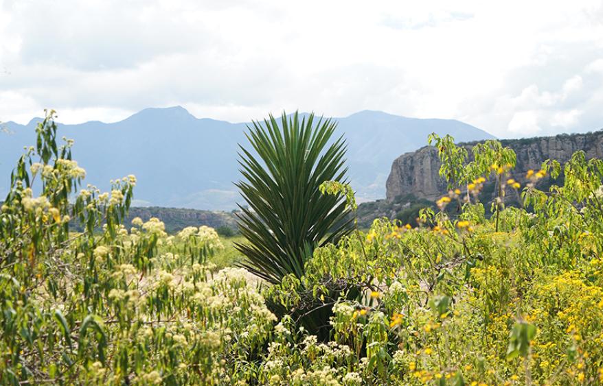 Winebow Agave Spotlight