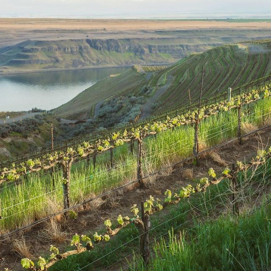 Explore Matthews Winery