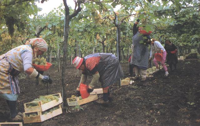 Harvest