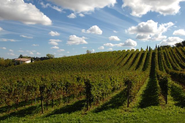 Zardetto Vineyard Image 2