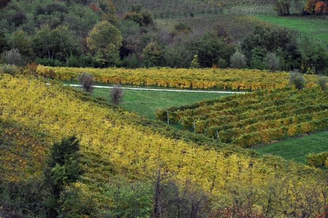Zardetto Vineyard Image 3