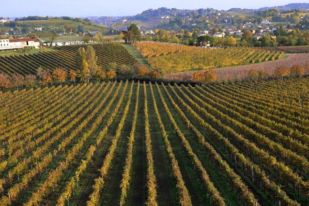 Zardetto Vineyard Image 4