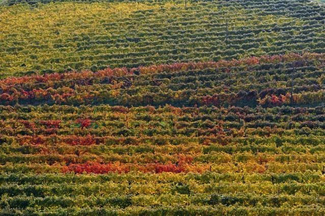 Zardetto Vineyard Image 5