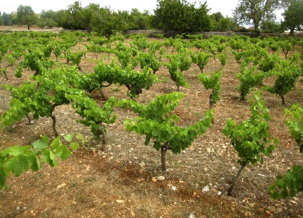 Anima Negra Vineyard