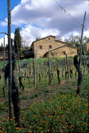 Castellare Vines