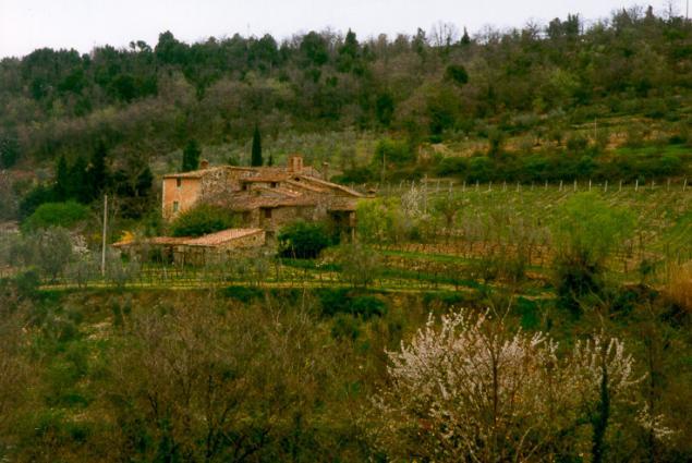 Castellare Vineyard