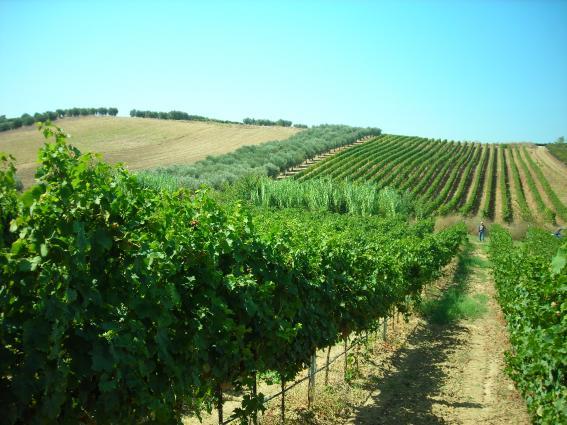 Di Majo Vineyards
