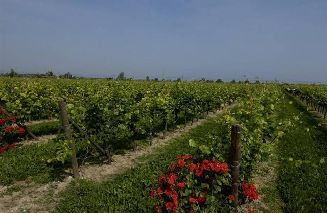 Zenato Vineyards