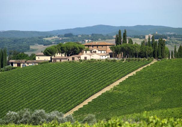Vigneto Altesino