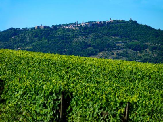 Altesino Vineyard