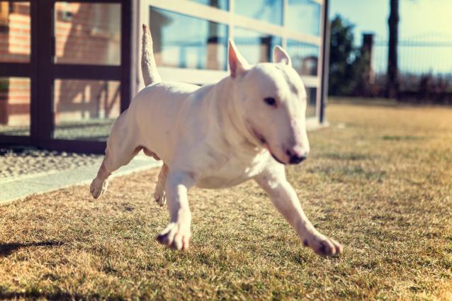 Bacco, the Mascot