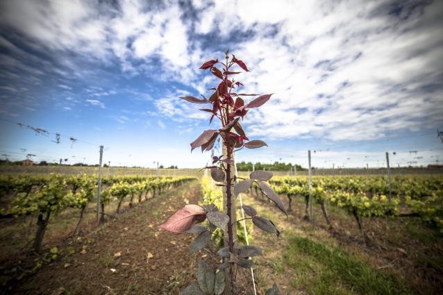 Pico Maccario - Vineyard