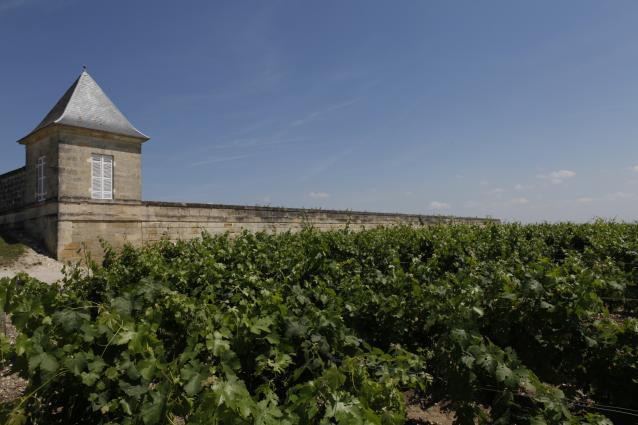Beau Site vineyard