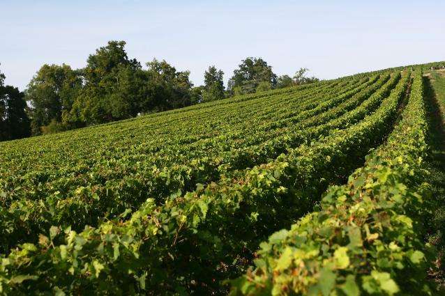 Vineyards