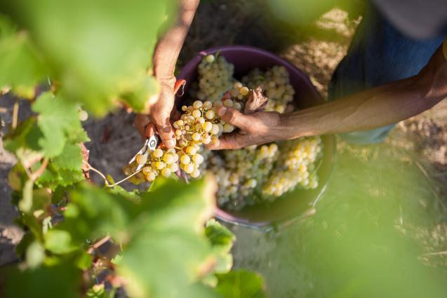 Harvest