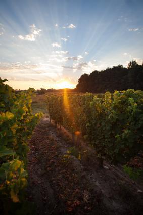 Vineyard at sunrise