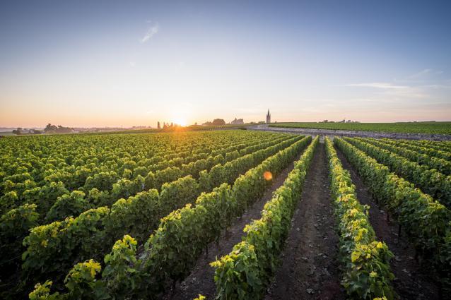 Vineyard