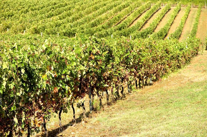 Pure Piedmontese Barolo from Pico Maccario