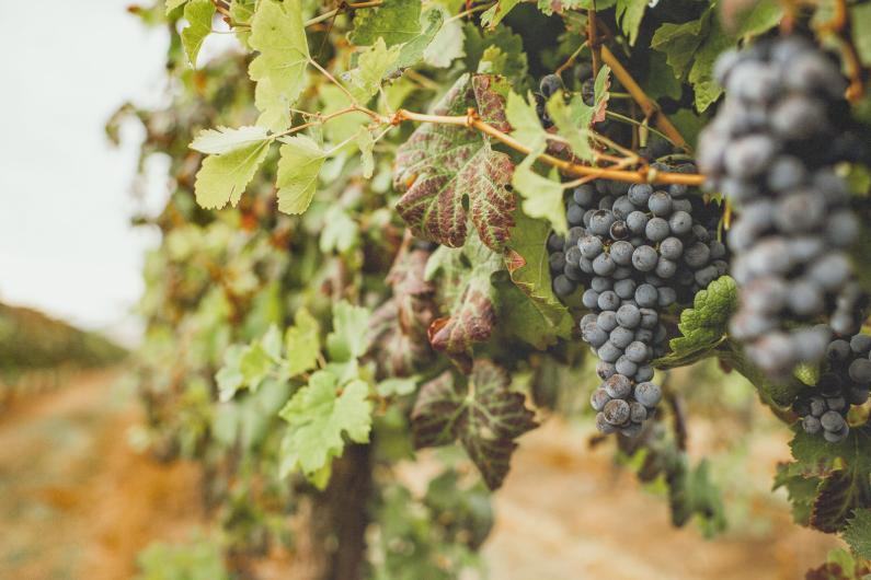Vineyard 1