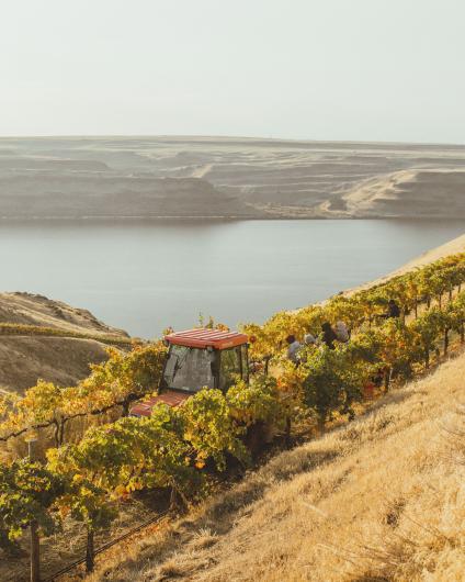 Vineyard 2