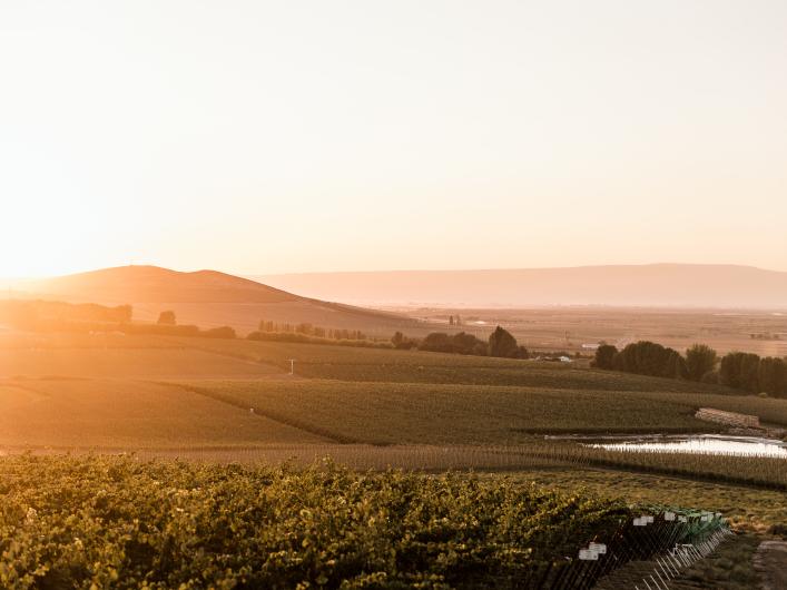 Vineyard shot 1