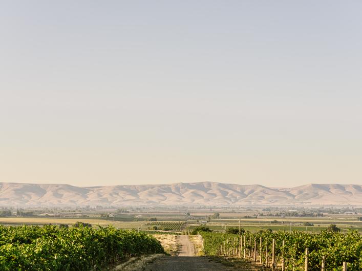 Vineyard shot 2