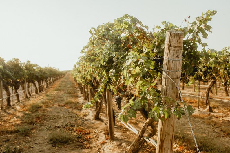 Vineyard