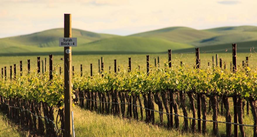 Abeja Syrah Block