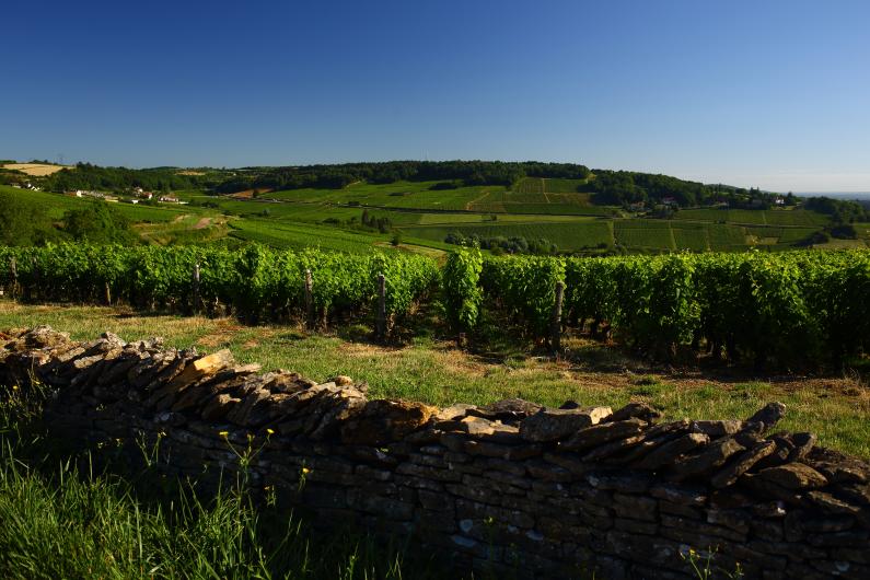 Henri Champliau Vineyards
