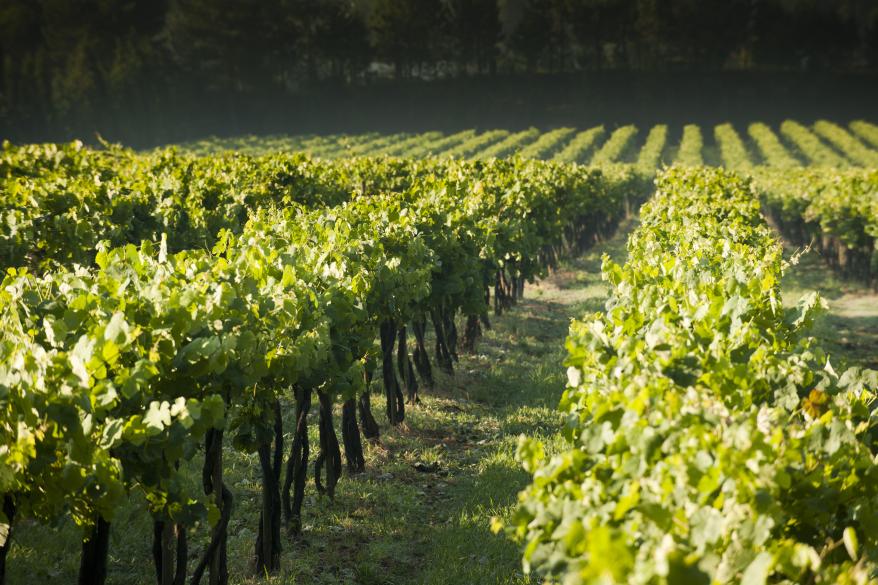Broadbent Vinho Verde Vineyards