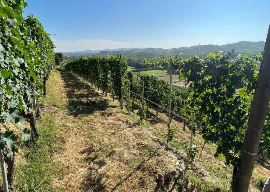 Piedmont is Growing in Popularity