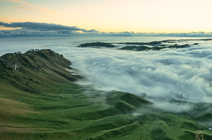 Ponga New Zealand