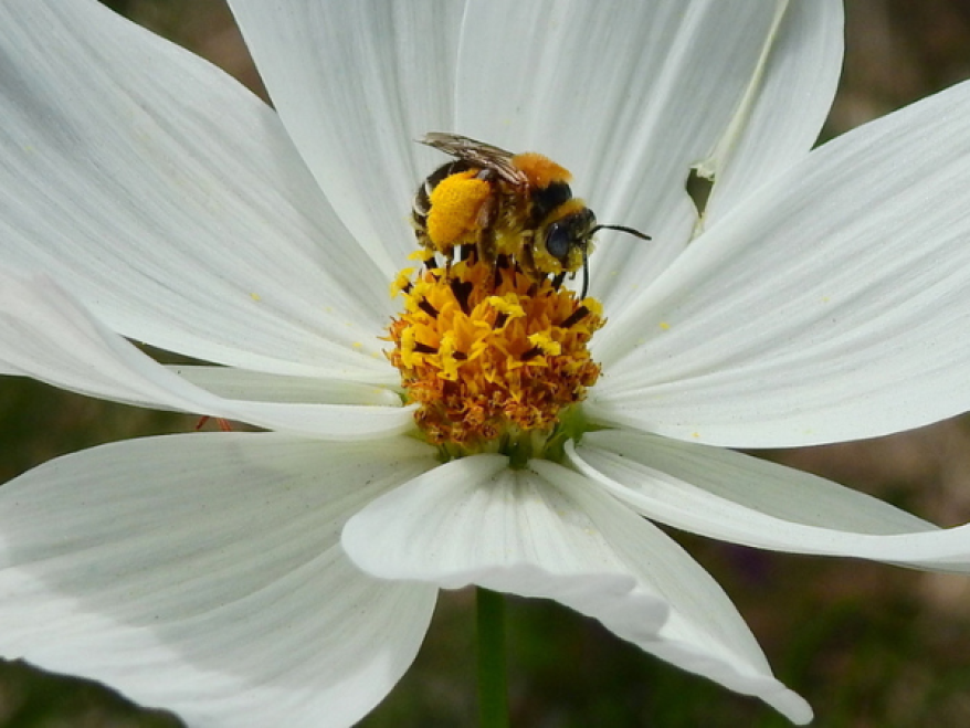Sustainability as a Way of Life